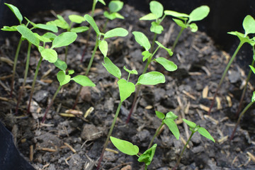 seedling of papaya