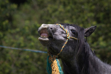 Naklejka premium horse face with smile