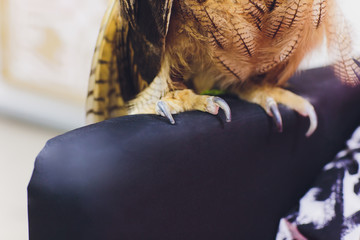 Eagle owl landed on the falconer's hand.