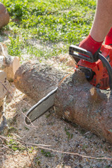 Cut the logs with a chainsaw to prepare firewood