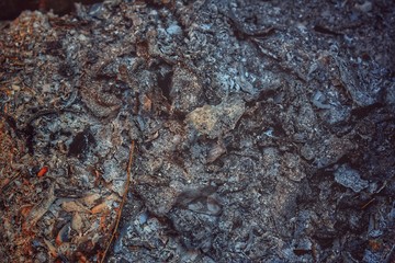 The burnt world