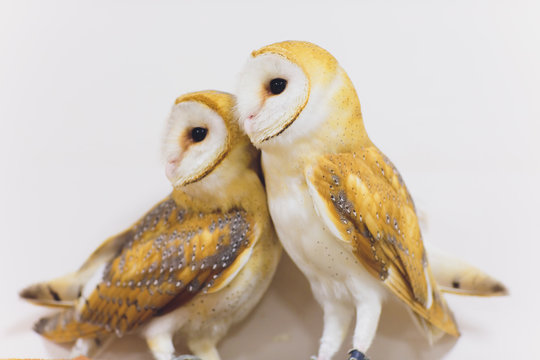 A Beautiful Couple Barn Owl Tyto Alba Perched On A Tree Stump. Home Photo.