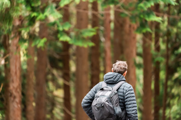 Fototapeta premium Pine tree forest in early spring in Gifu Prefecture, Japan park near Okuhida Villages with man walking on hiking trail