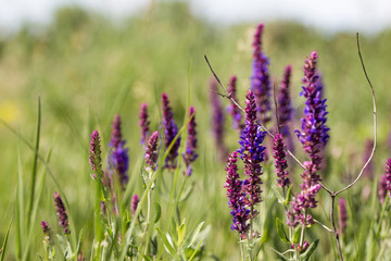 field of lavender flowers