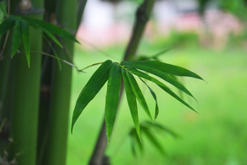 green bamboo