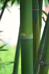 Obraz premium green bamboo