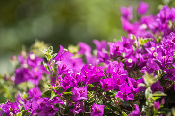 Bougainvillea, Paper Flower