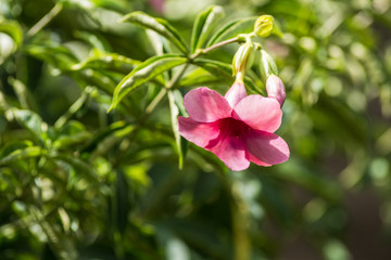 Red Allamanda flowers