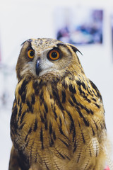 Adult Burrowing owl Athene cunicularia perched home.