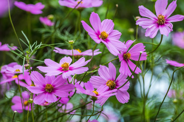 Obraz premium pink cosmos flower