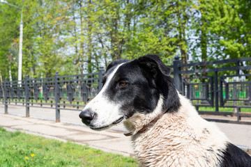 Fototapeta premium a dog on the nature