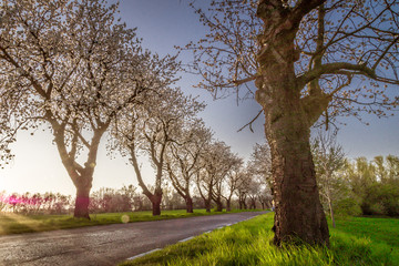 kwitnące czereśnie niedaleko Góry św. Anny na Górnym Śląsku w Polsce © Henryk Niestrój