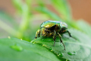 Cetonia aurata green leaf