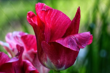 Tulpe