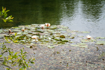 Water lily on park pond