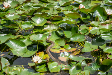 Snake on Lily pads in a pond