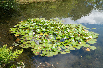 Obraz na płótnie Canvas Water lily on park pond