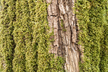 Obraz premium Moss on tree trunk