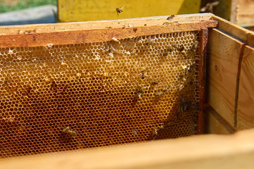 the bees are sitting on honeycombs lying on the top of the hive