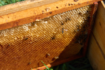 the bees are sitting on honeycombs lying on the top of the hive