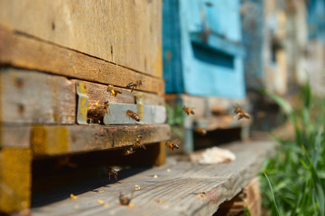Fototapeta na wymiar Close up of flying bees. Wooden beehive and bees. Plenty of bees at the entrance of old beehive in apiary. Working bees on plank. Frames of a beehive. 