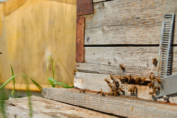 Close up of flying bees. Wooden beehive and bees. Plenty of bees at the entrance of old beehive in apiary. Working bees on plank. Frames of a beehive. 