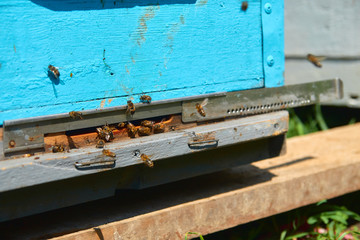 Close up of flying bees. Wooden beehive and bees. Plenty of bees at the entrance of old beehive in apiary. Working bees on plank. Frames of a beehive. 