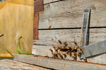 Close up of flying bees. Wooden beehive and bees. Plenty of bees at the entrance of old beehive in apiary. Working bees on plank. Frames of a beehive. 