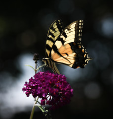 butterfly on flower