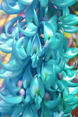 Exotic flower plant. Jade Vine Flower. Close up in turquoise tone in vibrant bold colors. Zine...