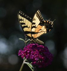 butterfly on flower