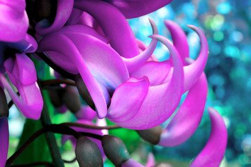Exotic flower plant. Jade Vine Flower. Close up in coral pink tone in vibrant bold colors. Zine culture, raw color look background nature. Magazine cover still life view of large floral for collage.