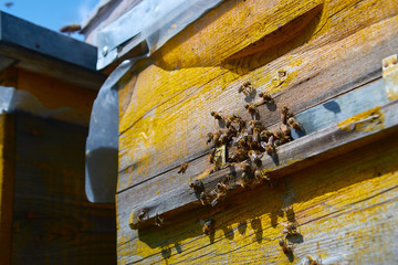 Close up of flying bees. Wooden beehive and bees. Plenty of bees at the entrance of old beehive in apiary. Working bees on plank. Frames of a beehive. 