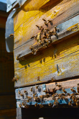 Close up of flying bees. Wooden beehive and bees. Plenty of bees at the entrance of old beehive in apiary. Working bees on plank. Frames of a beehive. 