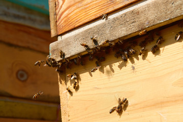 Close up of flying bees. Wooden beehive and bees. Plenty of bees at the entrance of old beehive in apiary. Working bees on plank. Frames of a beehive. 