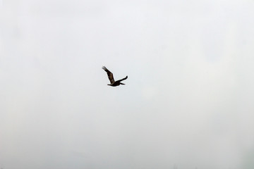 Pelican flying, against light blue background