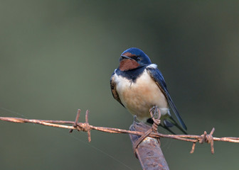 Barn swallow - Hirundo rustica, Crete 