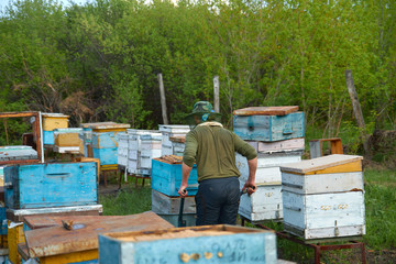 a man in a beekeeper's mask carries a beehive with bees along the apiary’s site to another place...