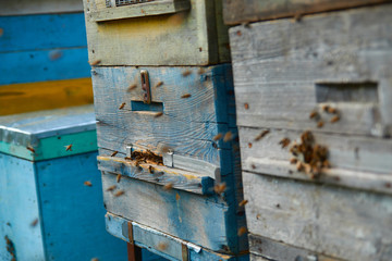 Close up of flying bees. Wooden beehive and bees. Plenty of bees at the entrance of old beehive in apiary. Working bees on plank. Frames of a beehive. 