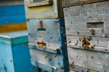 Close up of flying bees. Wooden beehive and bees. Plenty of bees at the entrance of old beehive in apiary. Working bees on plank. Frames of a beehive. 