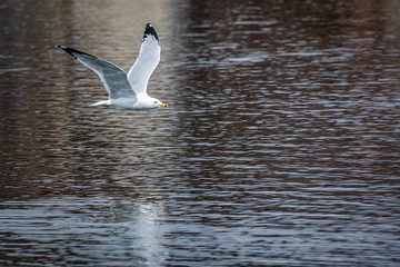 Low flying seagull