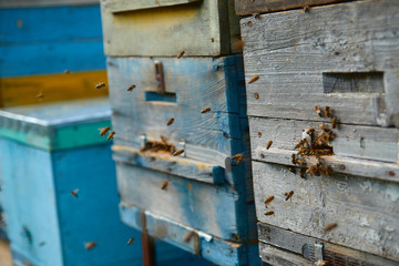 Close up of flying bees. Wooden beehive and bees. Plenty of bees at the entrance of old beehive in apiary. Working bees on plank. Frames of a beehive. 