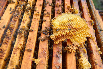 the bees are sitting on honeycombs lying on the top of the hive