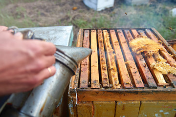 bee smoker in hand, is prepared for the audit of honeycombs with bees