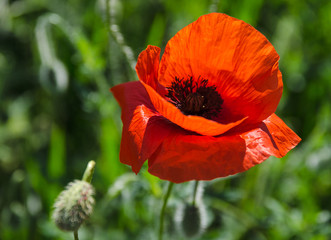 poppy field at the morning