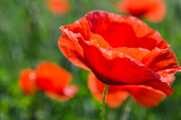 poppy field at the morning