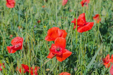 poppy fields at the morning