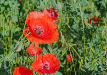 poppy fields at the morning