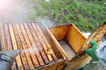 beekeeper in gloves and a beekeeper's costume checks beehives with bees, preparing for collecting honey, caring for frames with honeycombs