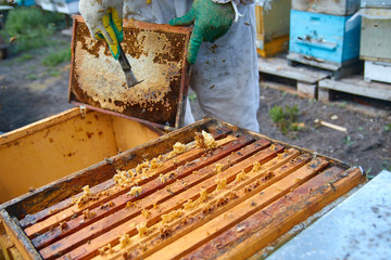 beekeeper in gloves and a beekeeper's costume checks beehives with bees, preparing for collecting honey, caring for frames with honeycombs